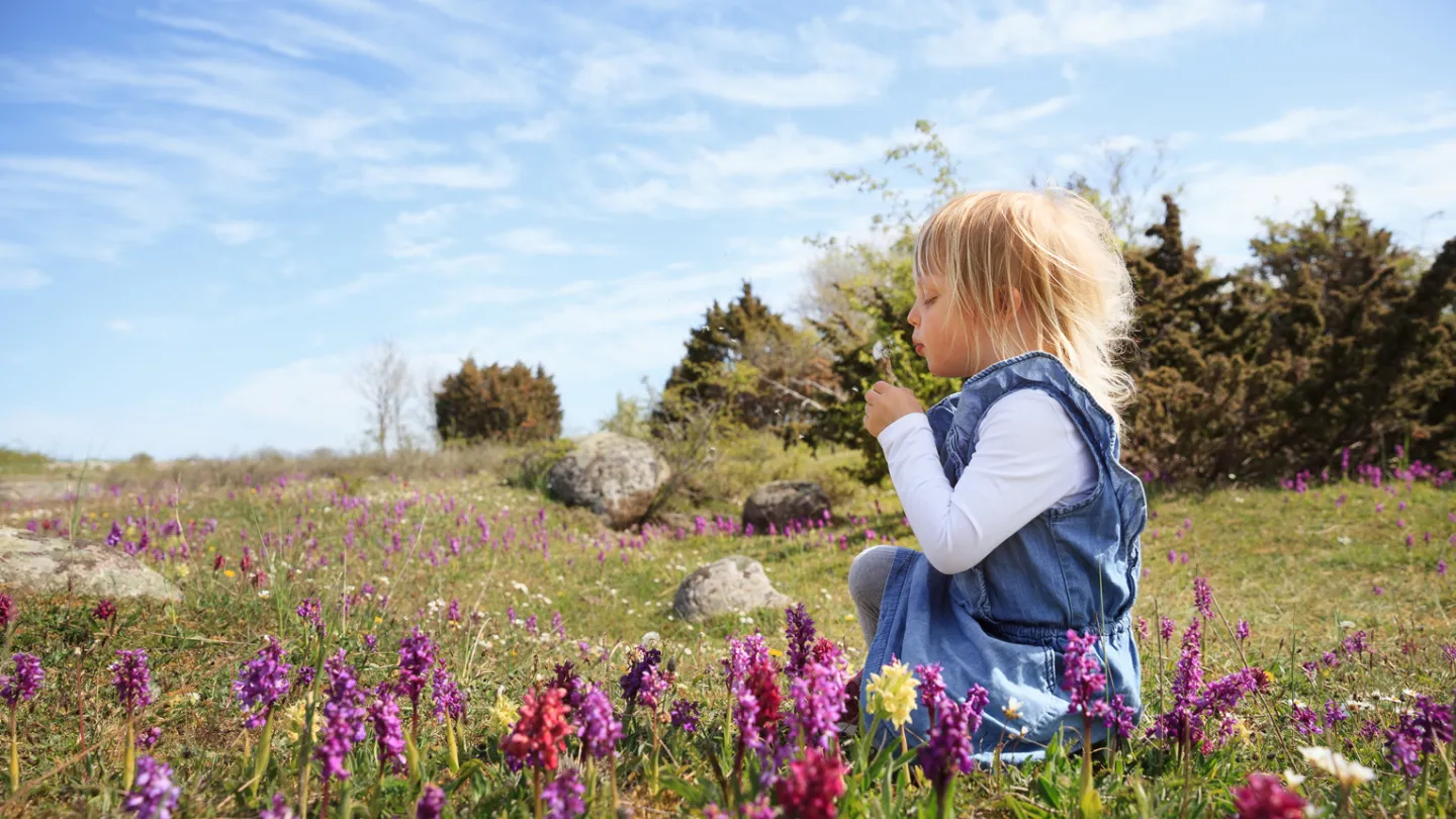 Orchids at Stora alvaret