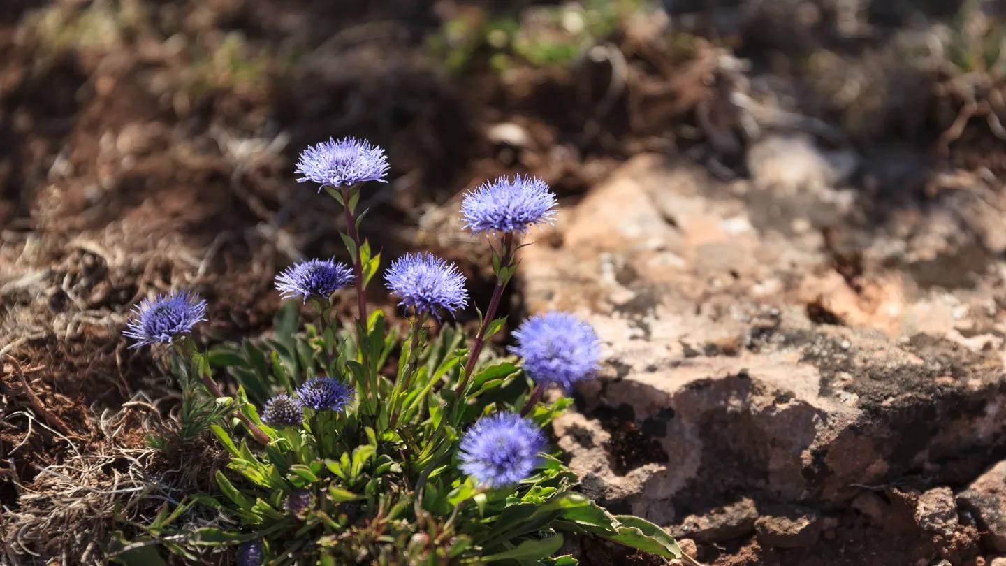 lilablå blomma som heter bergskrabba.