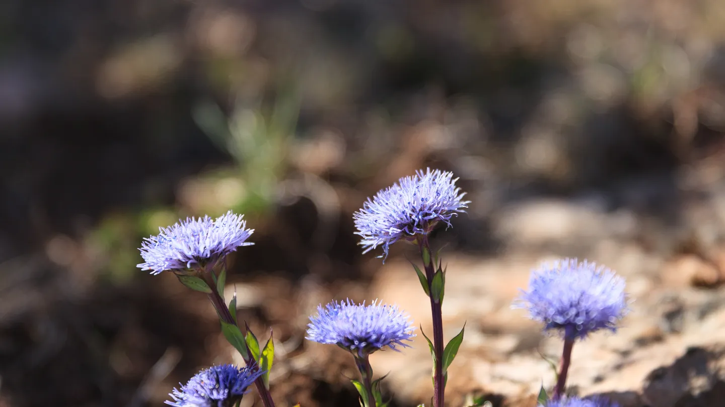 lilablå blomman heter bergskrabba.