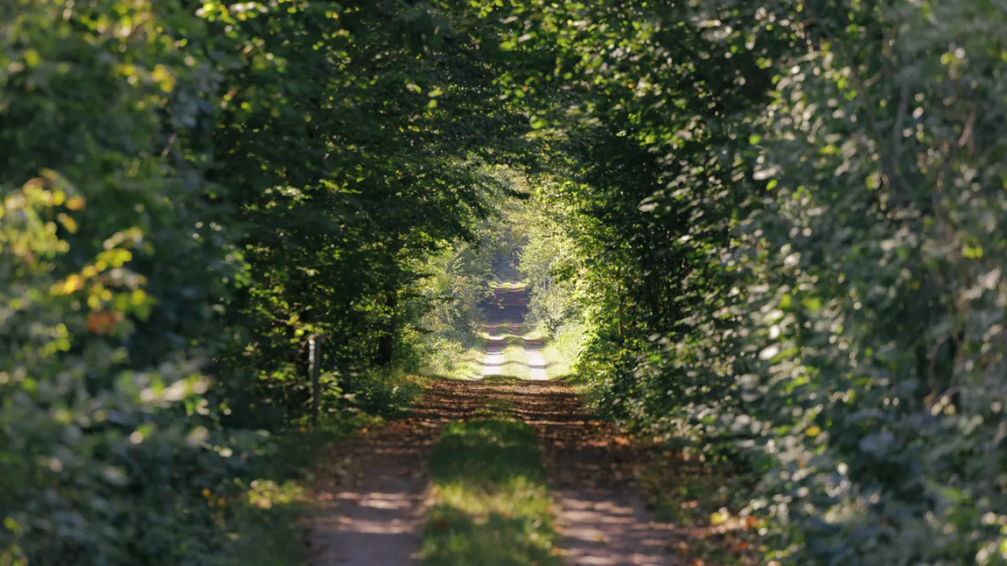 Mittlandsskogen - Öland